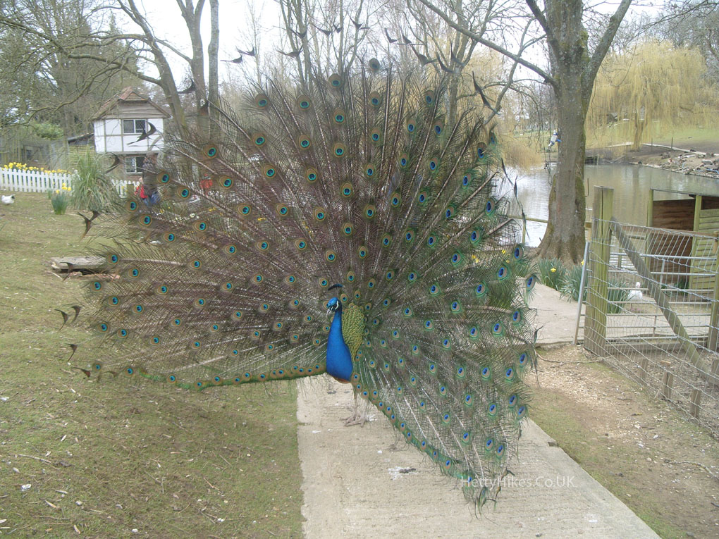 6 peacock 3 copy
