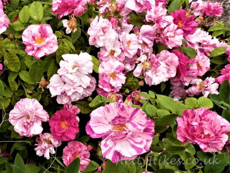 Frampton on Severn Hetty Hikes