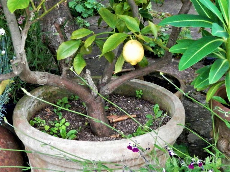 Frampton on Severn Hetty Hikes
